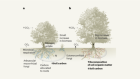 Effects of rising CO2 levels on carbon sequestration are coordinated above and below ground