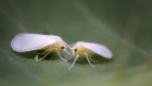 First known gene transfer from plant to insect identified