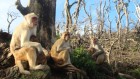 A hurricane wrecks ‘Monkey Island’ — and leads to new monkey friendships