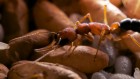 Ants shrink their brains for motherhood — but can enlarge them when egg-laying ends
