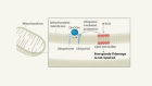 A mitochondrial gatekeeper that helps cells escape death by ferroptosis