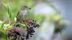 Migratory birds aid the redistribution of plants to new climates