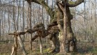 Ancient oaks of Europe are archives — protect them