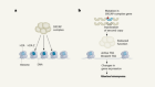 Deranged chromatin drives uterine fibroid tumours