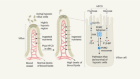 Fructose in the diet expands the surface of the gut and promotes nutrient absorption