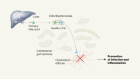 Role of bile acids and gut bacteria in healthy ageing of centenarians