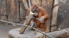 Clever orangutans invent nutcrackers from scratch