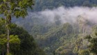 African tropical montane forests store more carbon than was thought