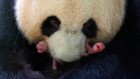 Panda cubs and termite guts — August’s best science images
