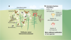 Pollination advantage of rare plants unveiled