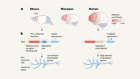 The genetic symphony underlying evolution of the brain’s prefrontal cortex
