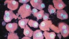 Stem cells: highlights from research