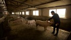 The $100-billion toll of a pig epidemic in China