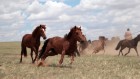 Ancient DNA points to origins of modern domestic horses