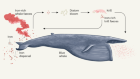 A whale of an appetite revealed by analysis of prey consumption