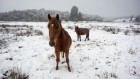 Scientists say Australian plan to cull up to 10,000 wild horses doesn’t go far enough