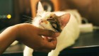 A cat can track its human by voice — if it can be bothered to