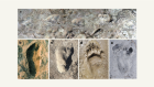 Hominin footprints at Laetoli reveal a walk on the wild side