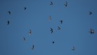 Across the Sahara in a day: swifts zip across the desert at amazing rates
