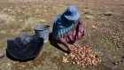 What fuelled an ancient empire’s rise? Potatoes and quinoa