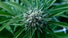 Why cannabis reeks of skunk