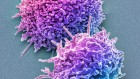 ‘Killer’ immune cells still recognize Omicron variant
