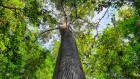 The foreign trees that now reign over Asia’s jungles