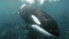 Killer whales teach pals a new snack source: fishing lines