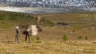 A reindeer’s yearning to travel can be read in its genes