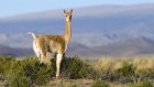 How itchy vicuñas remade a vast wilderness