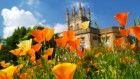 Analysis: the biodiversity footprint of the University of Oxford