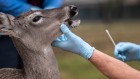 COVID is spreading in deer. What does that mean for the pandemic?