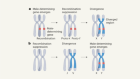 A chromosome predisposed for sex