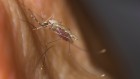 Malaria-carrying mosquitoes bite night and day