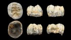 Ancient tooth suggests Denisovans ventured far beyond Siberia