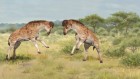 How the giraffe got its neck: ‘unicorn’ fossil could shed light on puzzle