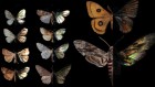 These ‘drab’ moths dazzle when the light is right