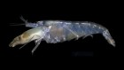 ‘Helmets’ shield shrimp from their own supersonic shock waves