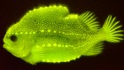 Fluorescent fish and faraway galaxies — July’s best science images