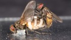 The fungus that entices male flies to mate with female corpses