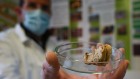 Fungal findings excite truffle researchers and gastronomes