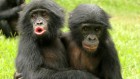 Bonobo apes pout and throw tantrums — and gain sympathy