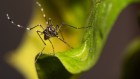Mosquitos sniff out humans with super-smelling neurons