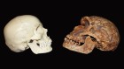 Did this gene give modern human brains their edge?