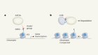 SARS-CoV-2 mimics a host protein to bypass defences