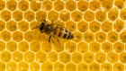 X-rays reveal how bees achieve an engineering marvel: the honeycomb