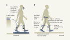 野外行走有助于定制机器腿的外骨骼