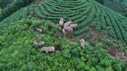 亚洲象大多在保护区外游荡，这是一个问题