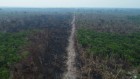 森林砍伐去年有所减缓，但还不足以实现气候目标