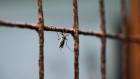Resistant mosquito threatens Africa’s fight against malaria
